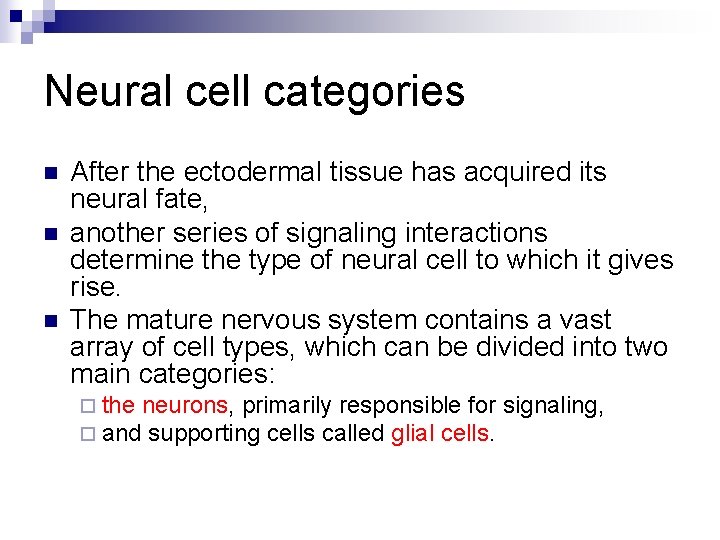 Neural cell categories n n n After the ectodermal tissue has acquired its neural
