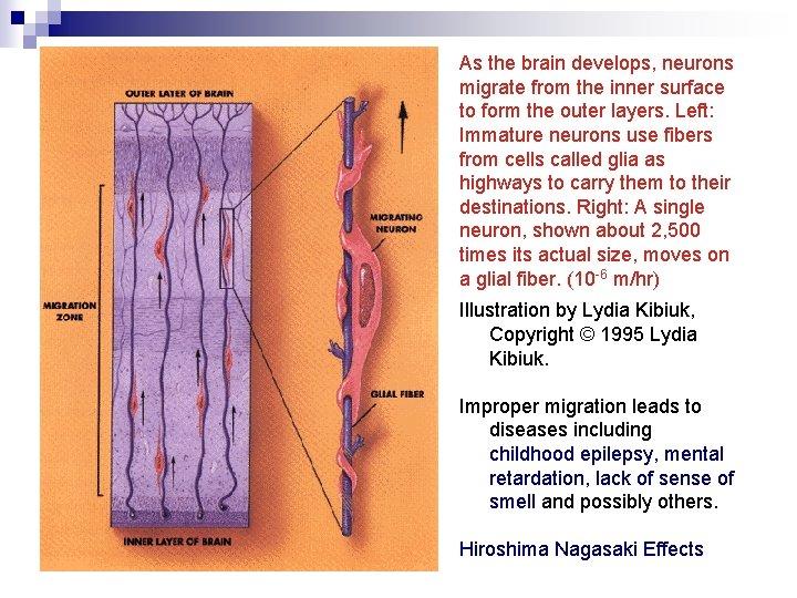 As the brain develops, neurons migrate from the inner surface to form the outer