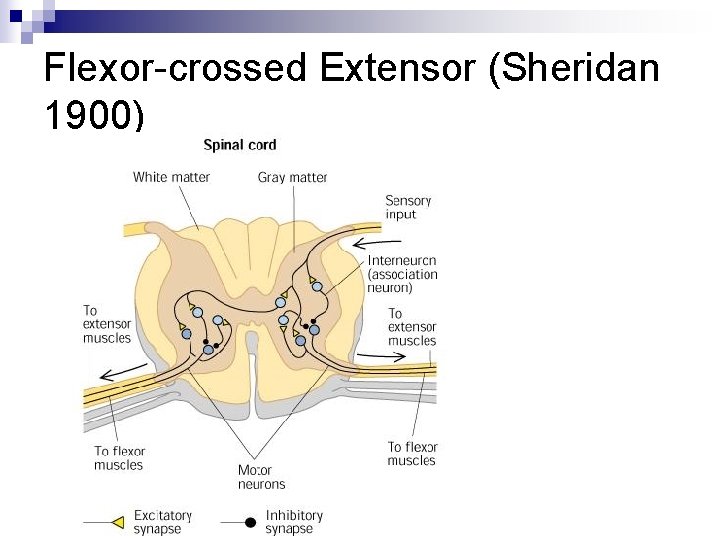 Flexor-crossed Extensor (Sheridan 1900) 