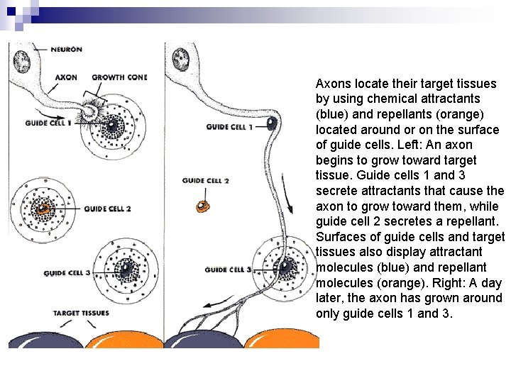 Axons locate their target tissues by using chemical attractants (blue) and repellants (orange) located