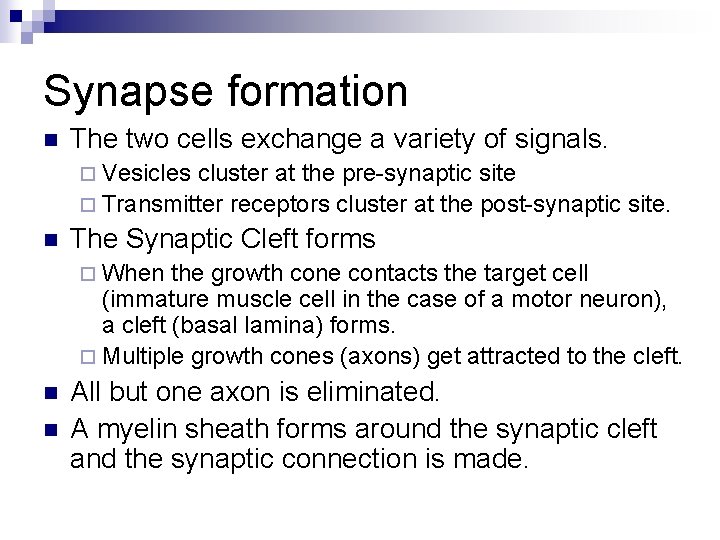 Synapse formation n The two cells exchange a variety of signals. ¨ Vesicles cluster