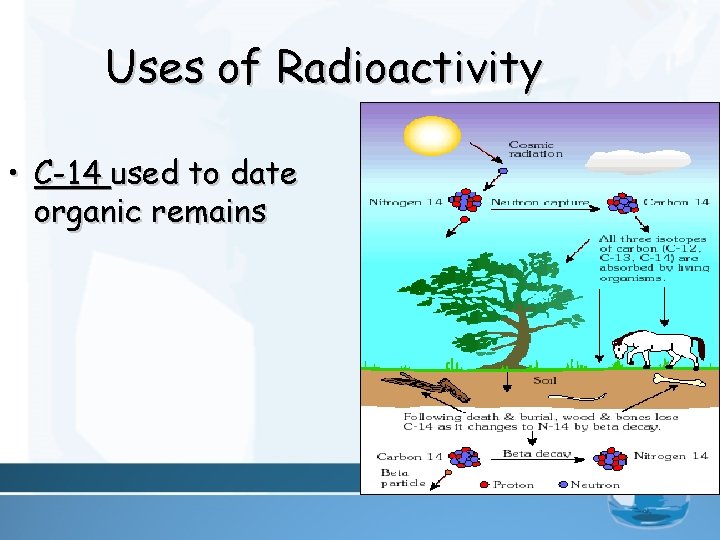 Uses of Radioactivity • C-14 used to date organic remains 