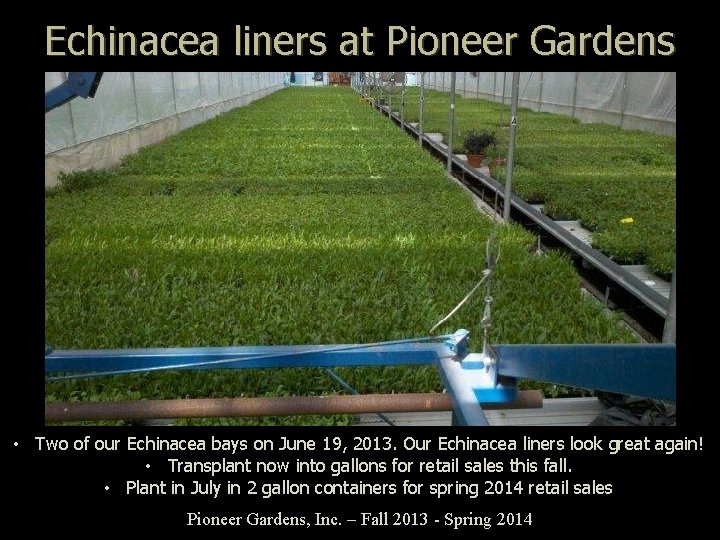 Echinacea liners at Pioneer Gardens • Two of our Echinacea bays on June 19,