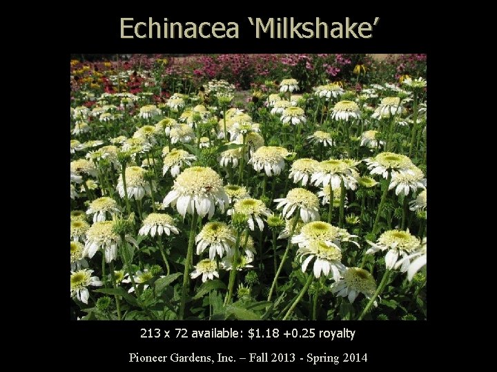 Echinacea ‘Milkshake’ 213 x 72 available: $1. 18 +0. 25 royalty Pioneer Gardens, Inc.