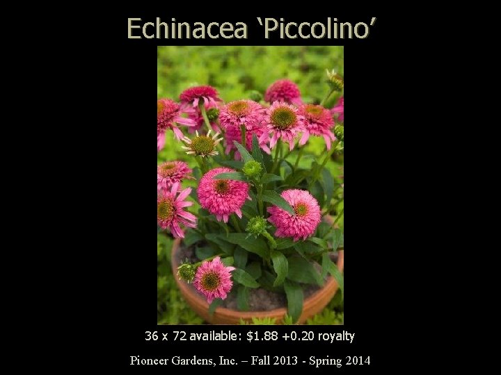 Echinacea ‘Piccolino’ 36 x 72 available: $1. 88 +0. 20 royalty Pioneer Gardens, Inc.