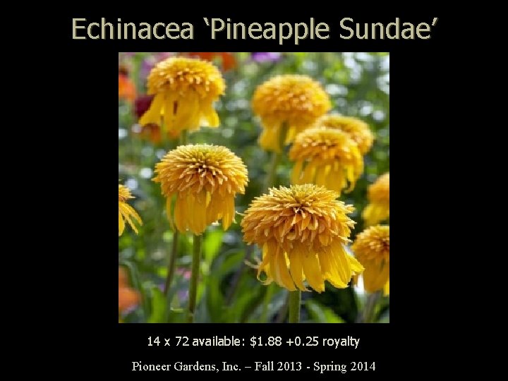 Echinacea ‘Pineapple Sundae’ 14 x 72 available: $1. 88 +0. 25 royalty Pioneer Gardens,