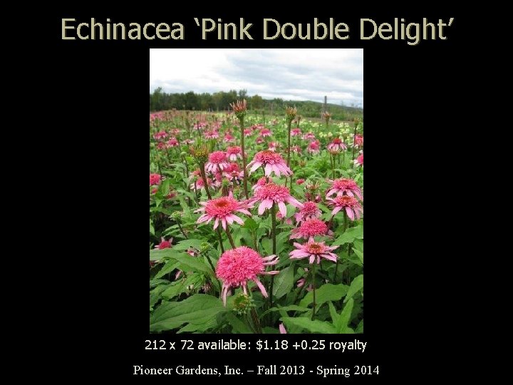 Echinacea ‘Pink Double Delight’ 212 x 72 available: $1. 18 +0. 25 royalty Pioneer