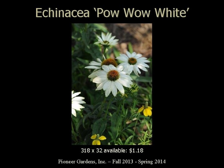 Echinacea ‘Pow White’ 318 x 32 available: $1. 18 Pioneer Gardens, Inc. – Fall