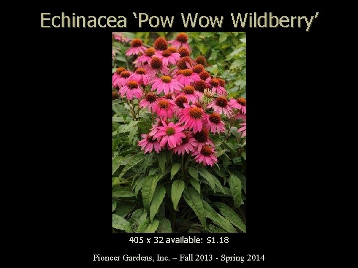 Echinacea ‘Pow Wildberry’ 405 x 32 available: $1. 18 Pioneer Gardens, Inc. – Fall