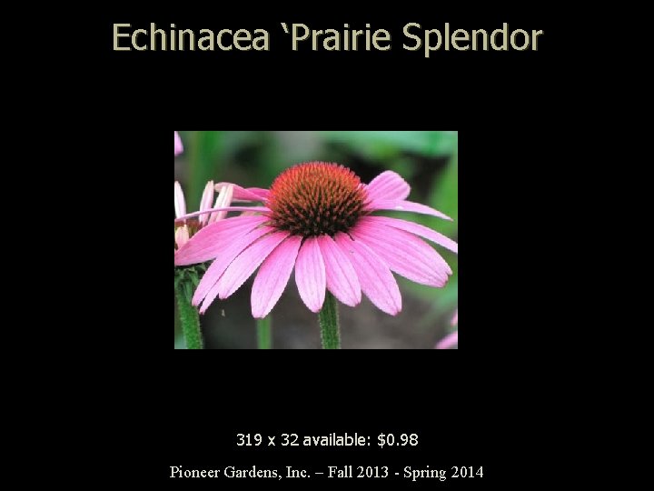 Echinacea ‘Prairie Splendor 319 x 32 available: $0. 98 Pioneer Gardens, Inc. – Fall