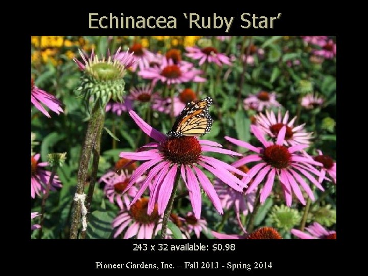 Echinacea ‘Ruby Star’ 243 x 32 available: $0. 98 Pioneer Gardens, Inc. – Fall