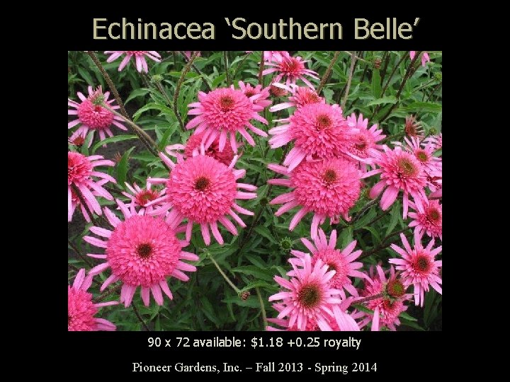 Echinacea ‘Southern Belle’ 90 x 72 available: $1. 18 +0. 25 royalty Pioneer Gardens,