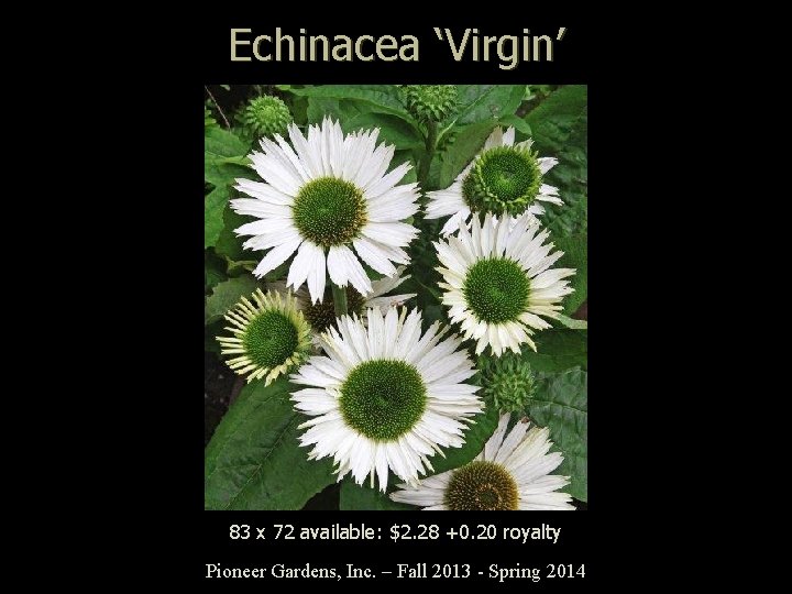 Echinacea ‘Virgin’ 83 x 72 available: $2. 28 +0. 20 royalty Pioneer Gardens, Inc.