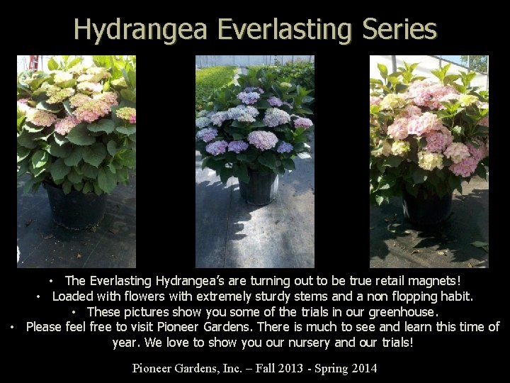 Hydrangea Everlasting Series • The Everlasting Hydrangea’s are turning out to be true retail