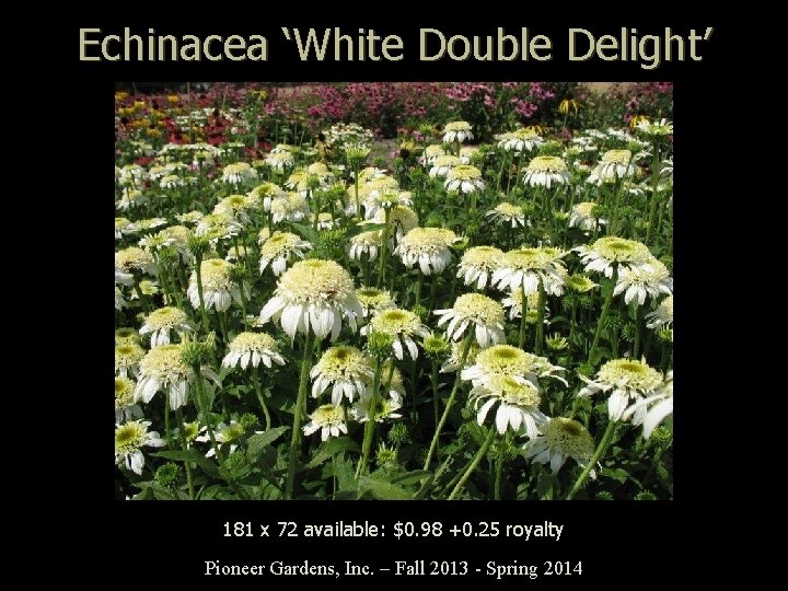 Echinacea ‘White Double Delight’ 181 x 72 available: $0. 98 +0. 25 royalty Pioneer