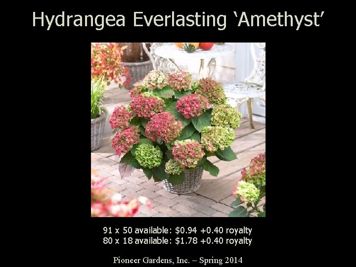 Hydrangea Everlasting ‘Amethyst’ 91 x 50 available: $0. 94 +0. 40 royalty 80 x