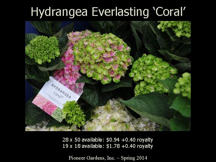 Hydrangea Everlasting ‘Coral’ 28 x 50 available: $0. 94 +0. 40 royalty 19 x