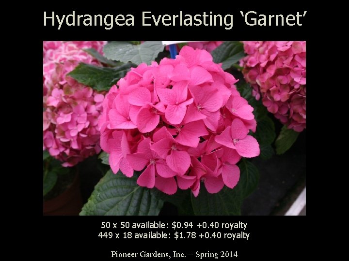 Hydrangea Everlasting ‘Garnet’ 50 x 50 available: $0. 94 +0. 40 royalty 449 x