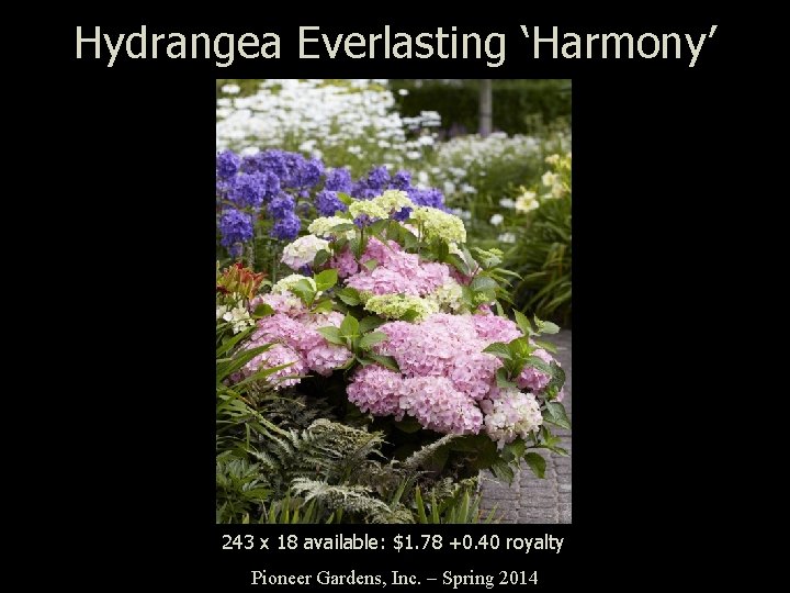 Hydrangea Everlasting ‘Harmony’ 243 x 18 available: $1. 78 +0. 40 royalty Pioneer Gardens,