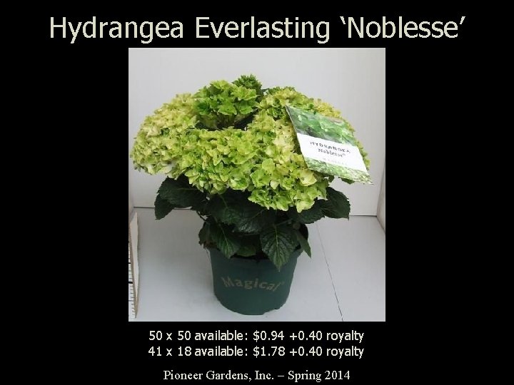 Hydrangea Everlasting ‘Noblesse’ 50 x 50 available: $0. 94 +0. 40 royalty 41 x