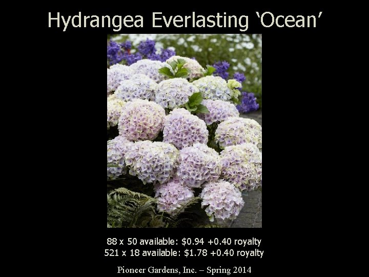 Hydrangea Everlasting ‘Ocean’ 88 x 50 available: $0. 94 +0. 40 royalty 521 x