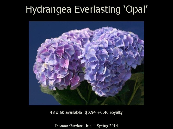 Hydrangea Everlasting ‘Opal’ 43 x 50 available: $0. 94 +0. 40 royalty Pioneer Gardens,