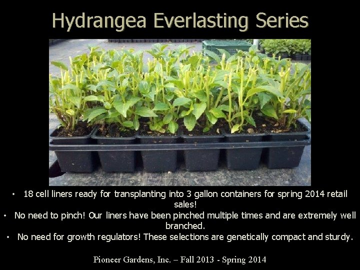 Hydrangea Everlasting Series • 18 cell liners ready for transplanting into 3 gallon containers