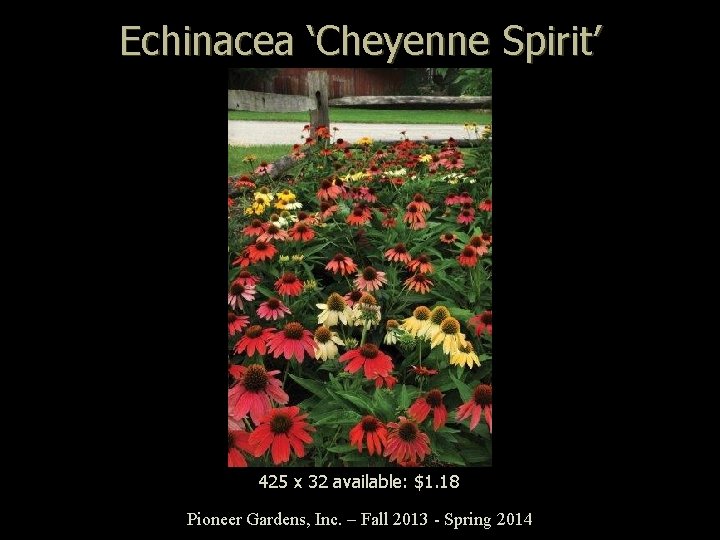 Echinacea ‘Cheyenne Spirit’ 425 x 32 available: $1. 18 Pioneer Gardens, Inc. – Fall