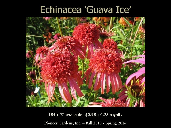 Echinacea ‘Guava Ice’ 184 x 72 available: $0. 98 +0. 25 royalty Pioneer Gardens,