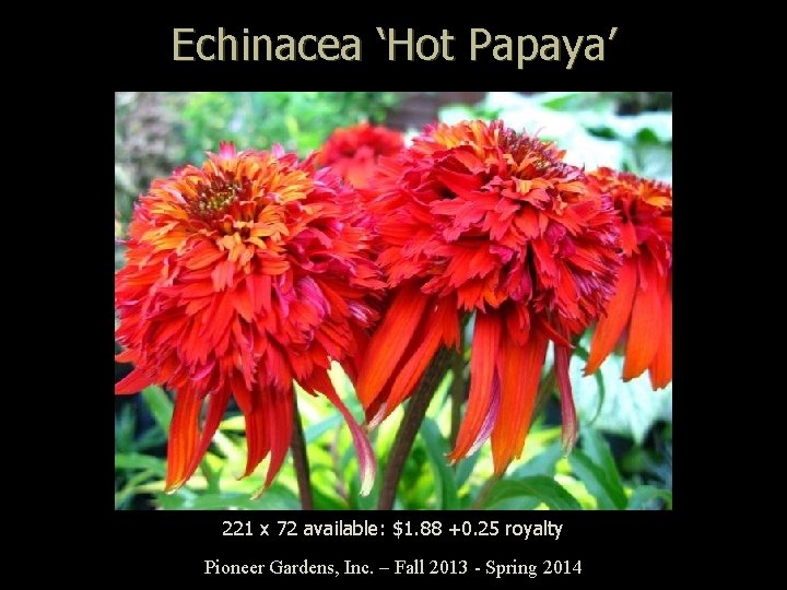 Echinacea ‘Hot Papaya’ 221 x 72 available: $1. 88 +0. 25 royalty Pioneer Gardens,