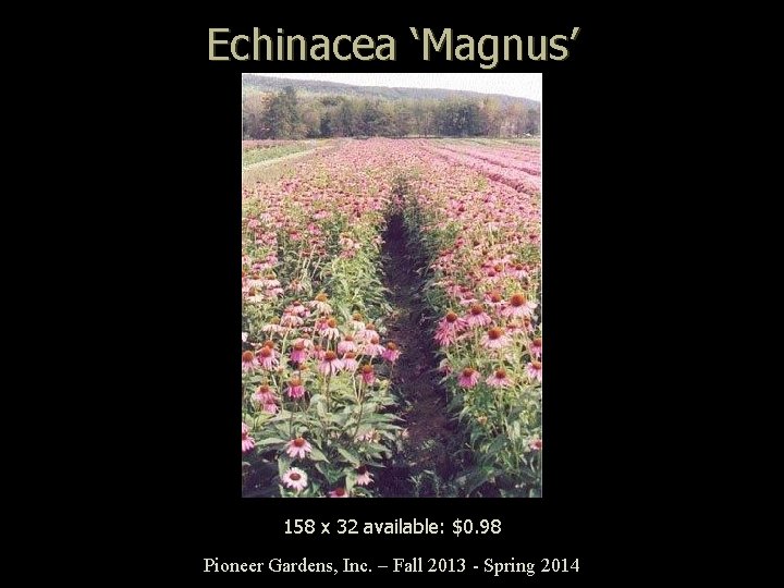 Echinacea ‘Magnus’ 158 x 32 available: $0. 98 Pioneer Gardens, Inc. – Fall 2013