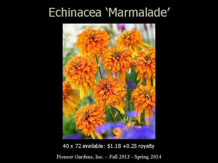 Echinacea ‘Marmalade’ 40 x 72 available: $1. 18 +0. 25 royalty Pioneer Gardens, Inc.