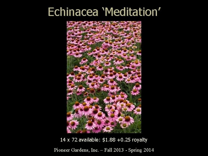 Echinacea ‘Meditation’ 14 x 72 available: $1. 88 +0. 25 royalty Pioneer Gardens, Inc.