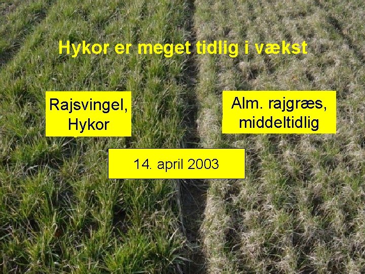 Hykor er meget tidlig i vækst Alm. rajgræs, middeltidlig Rajsvingel, Hykor 14. april 2003 Hykor er meget tidlig i vækst Alm. rajgræs, middeltidlig Rajsvingel, Hykor 14. april 2003