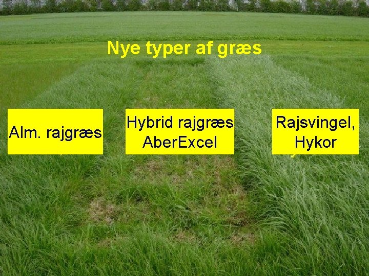 Nye typer af græs Alm. rajgræs Hybrid rajgræs Aber. Excel Rajsvingel, Hykor Nye typer af græs Alm. rajgræs Hybrid rajgræs Aber. Excel Rajsvingel, Hykor