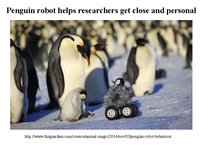 Penguin robot helps researchers get close and personal http: //www. theguardian. com/science/animal-magic/2014/nov/03/penguin-robot-behaviour 