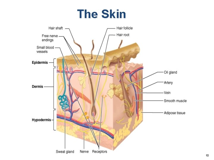 The Skin 10 