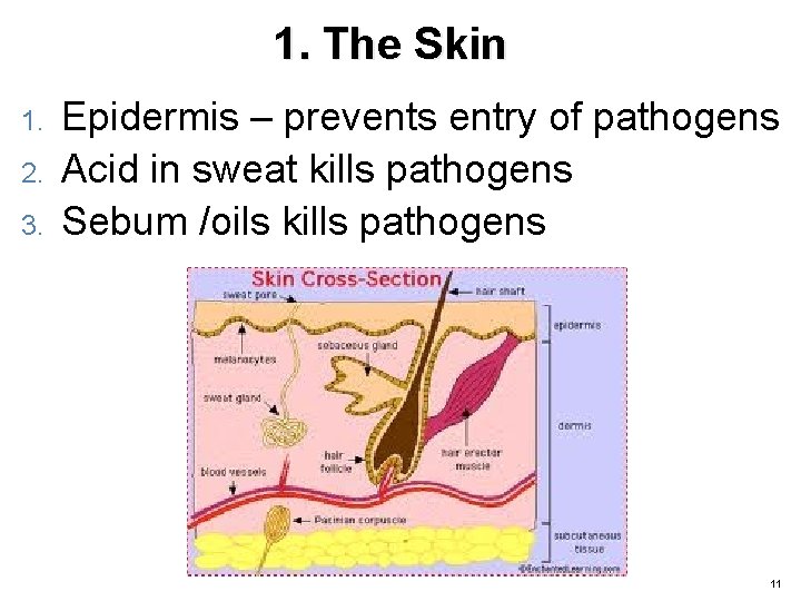 1. The Skin 1. 2. 3. Epidermis – prevents entry of pathogens Acid in