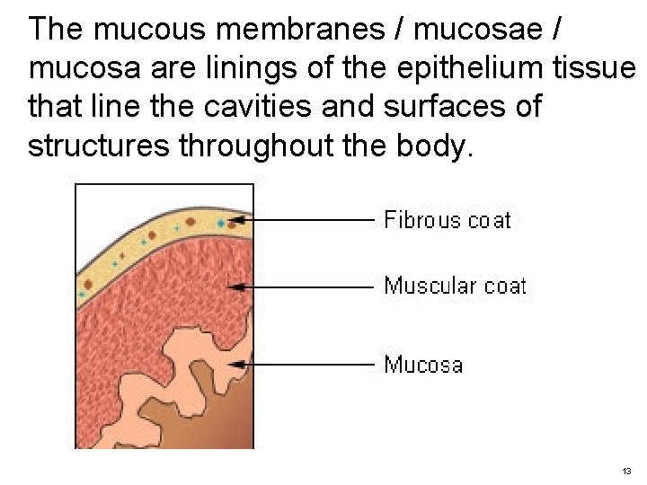 The mucous membranes / mucosae / mucosa are linings of the epithelium tissue that