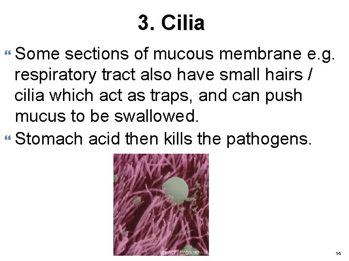 3. Cilia Some sections of mucous membrane e. g. respiratory tract also have small
