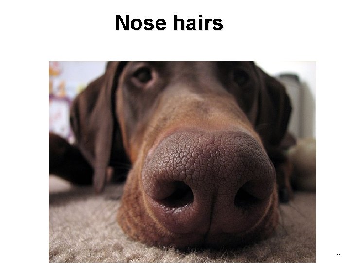 Nose hairs 15 