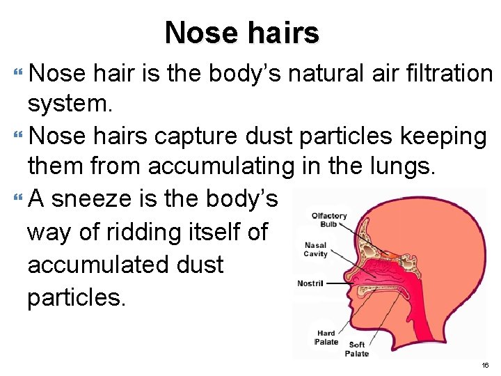 Nose hairs Nose hair is the body’s natural air filtration system. Nose hairs capture