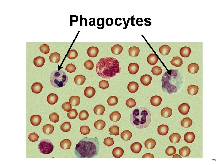 Phagocytes 20 