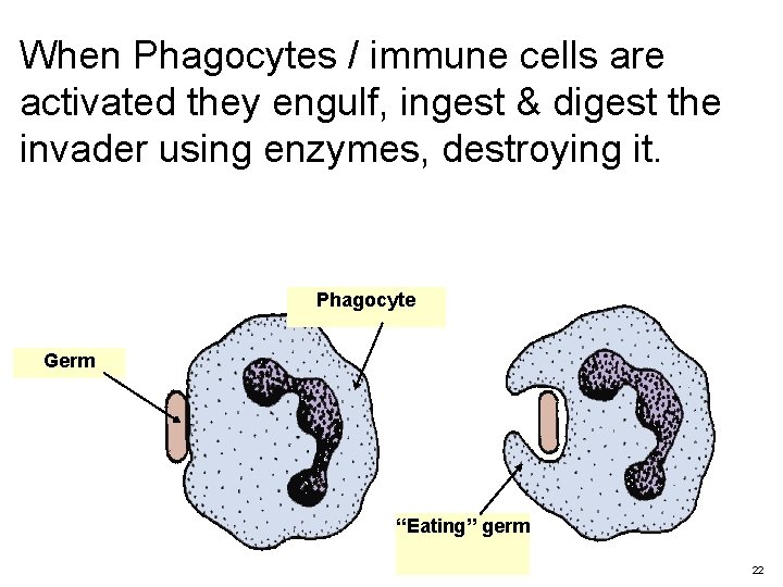 When Phagocytes / immune cells are activated they engulf, ingest & digest the invader
