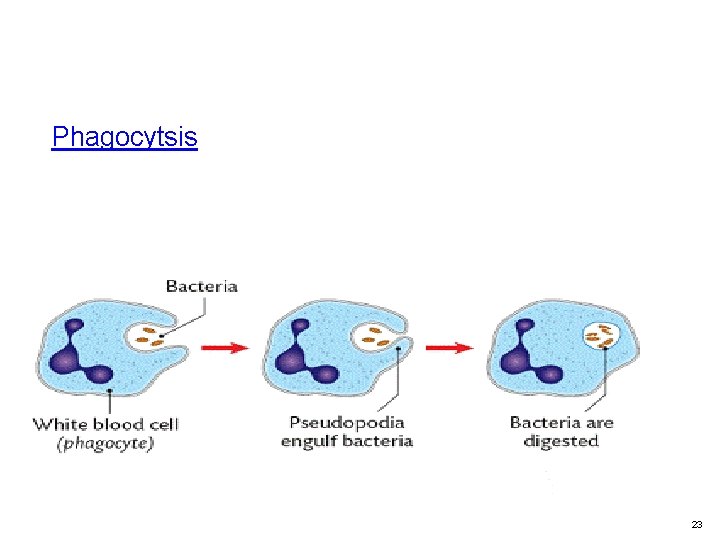 Phagocytsis 23 