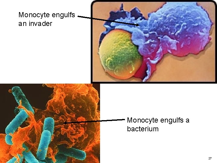 Monocyte engulfs an invader Monocyte engulfs a bacterium 27 