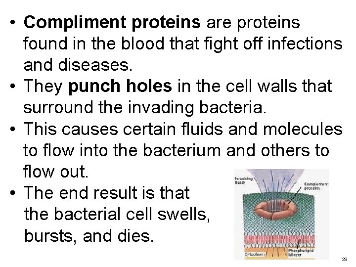  • Compliment proteins are proteins found in the blood that fight off infections