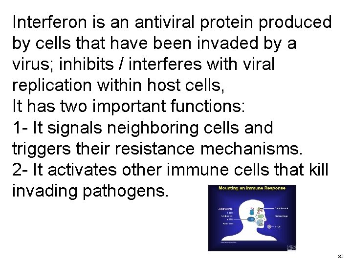 Interferon is an antiviral protein produced by cells that have been invaded by a