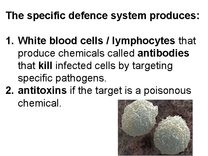 The specific defence system produces: 1. White blood cells / lymphocytes that produce chemicals