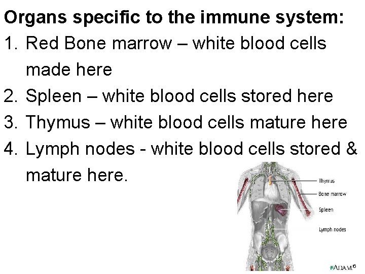 Organs specific to the immune system: 1. Red Bone marrow – white blood cells